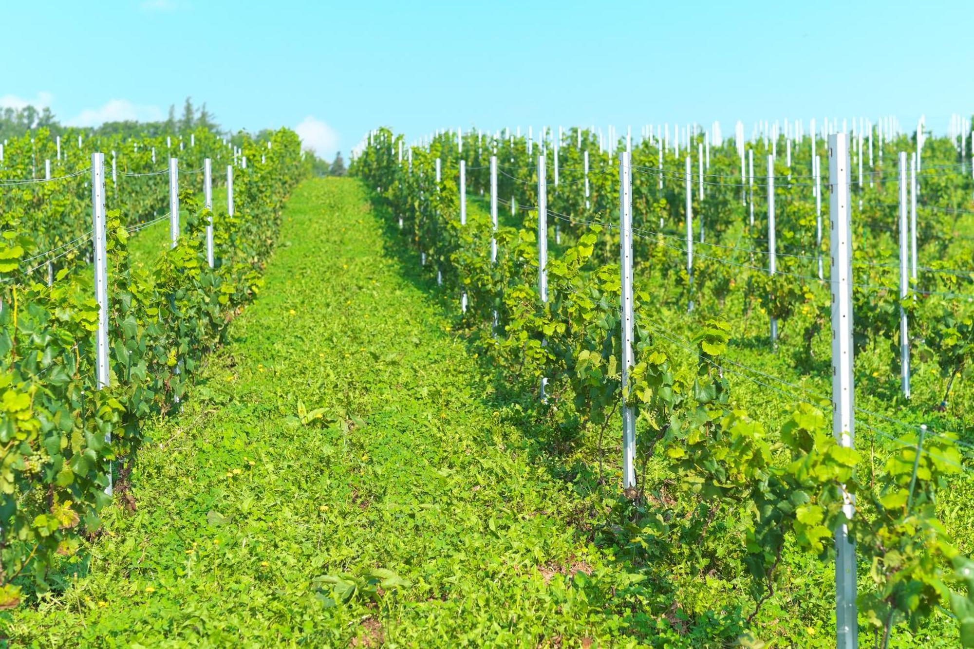 Winery And Hitohana 4* Furano