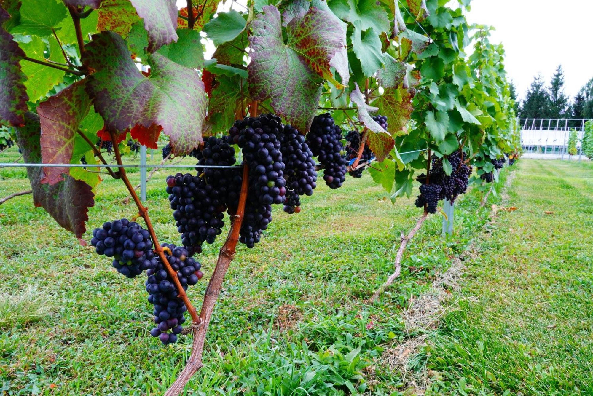Winery And Hitohana Furano